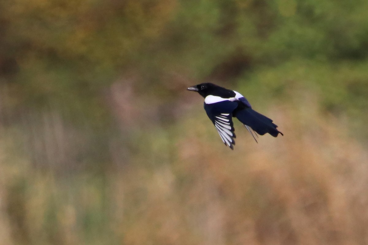 Eurasian Magpie - ML497191881