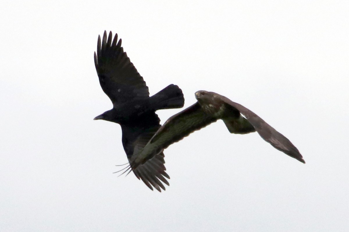 Carrion Crow - ML497191951