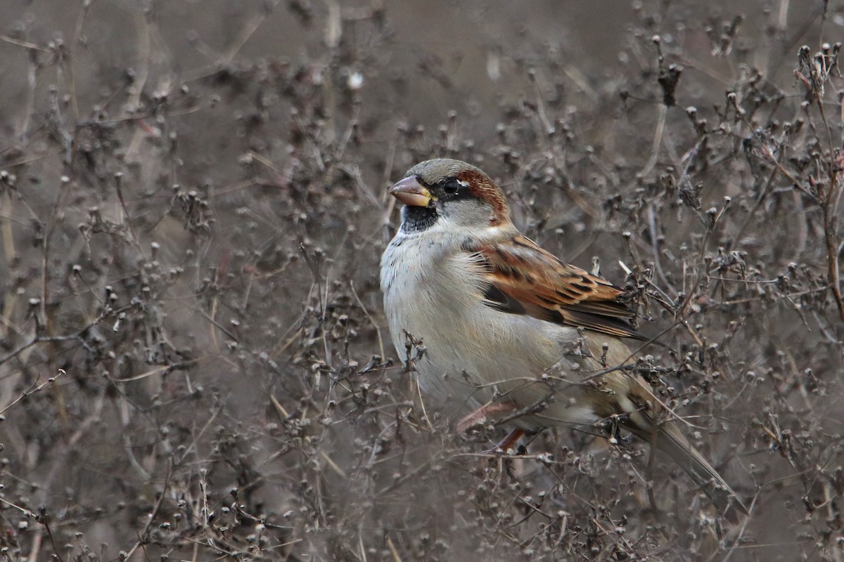 House Sparrow - ML497192081