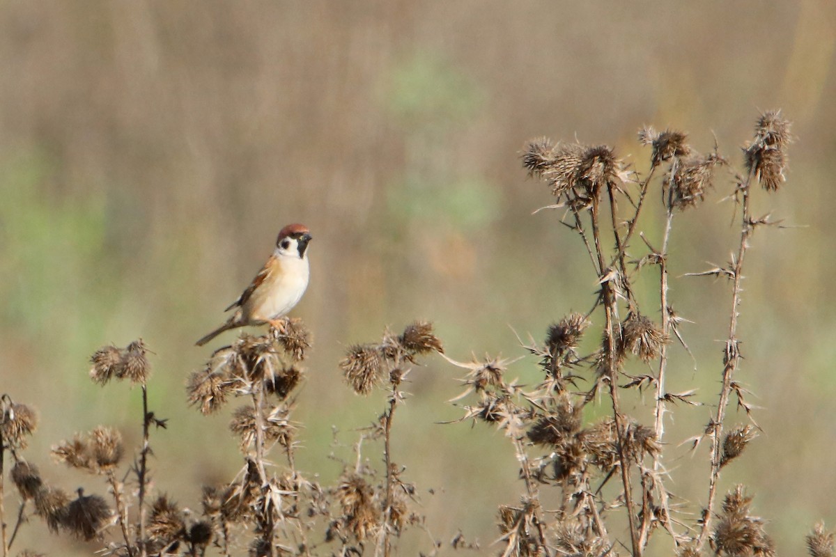 Eurasian Tree Sparrow - ML497192161