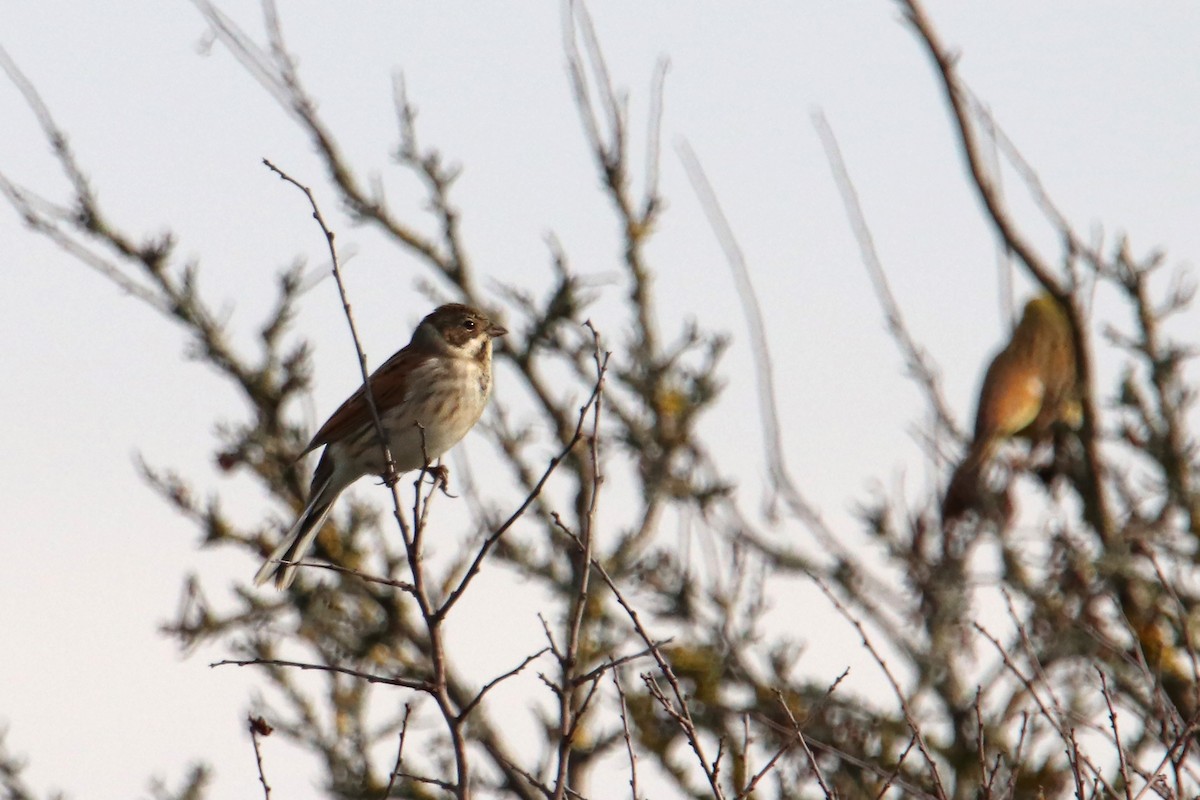 Reed Bunting - ML497192381