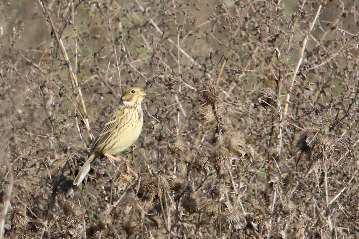 Corn Bunting - ML497193571