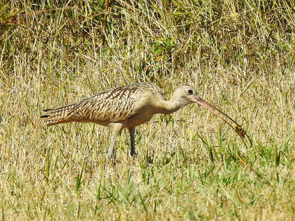 Long-billed Curlew - Lucy Jacobson