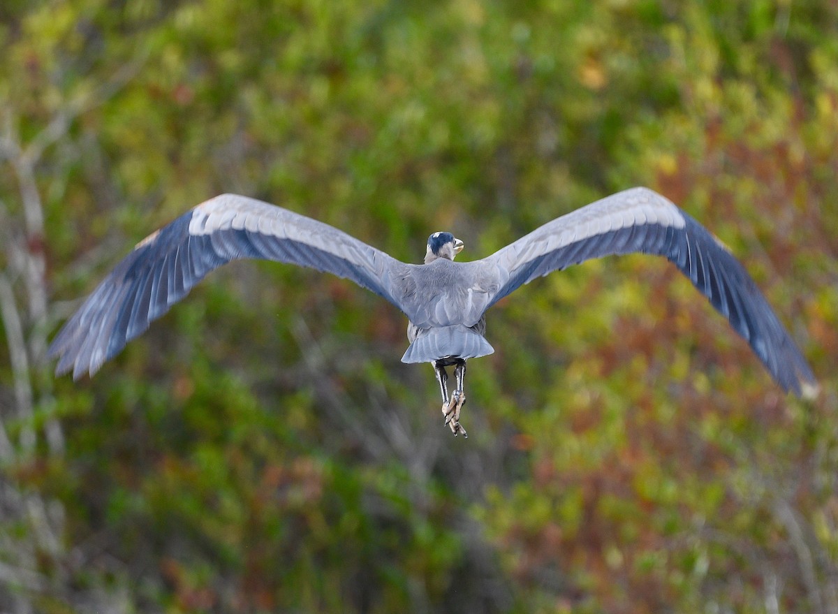 Garza Azulada - ML497194281