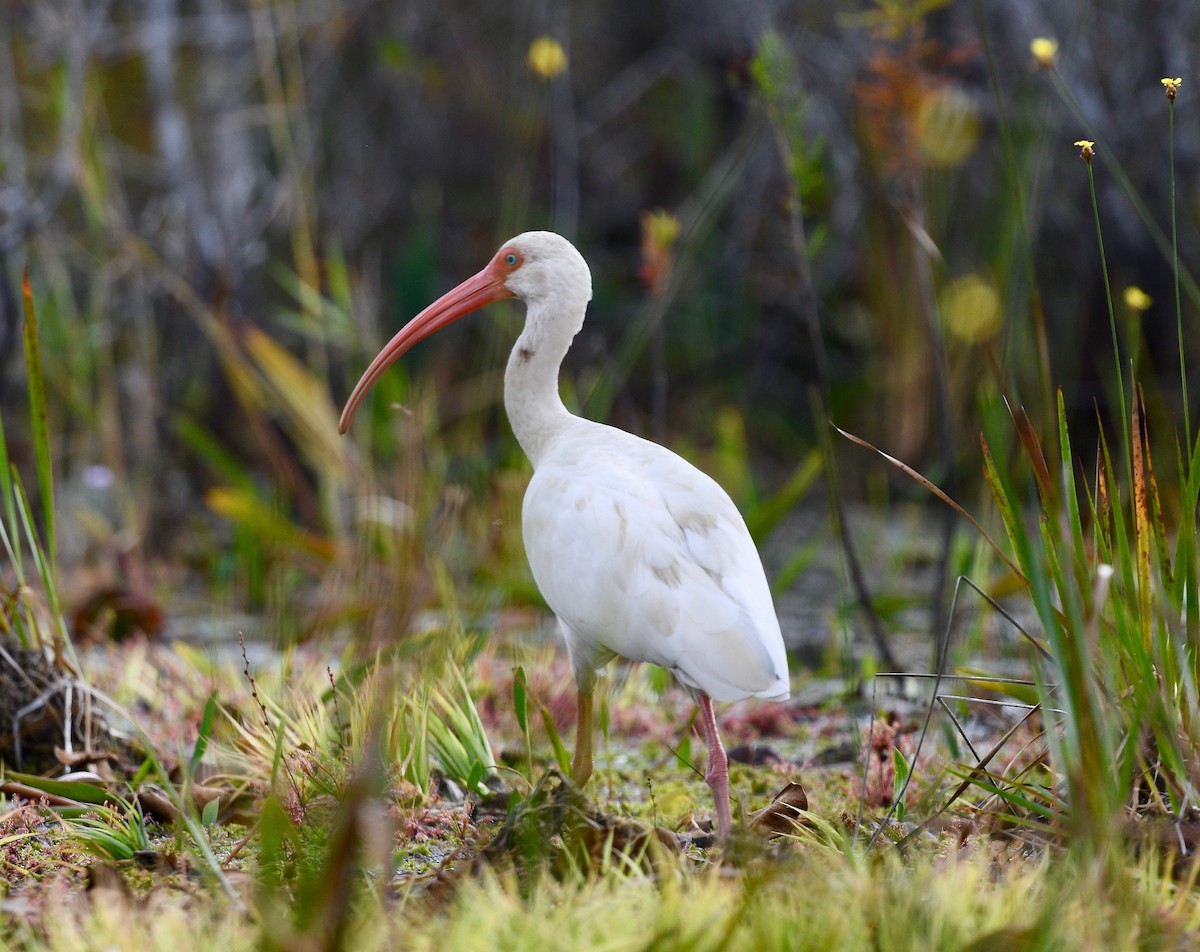 White Ibis - Win Ahrens