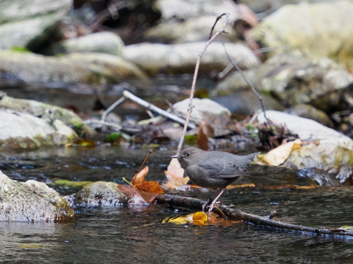 American Dipper - ML497195891