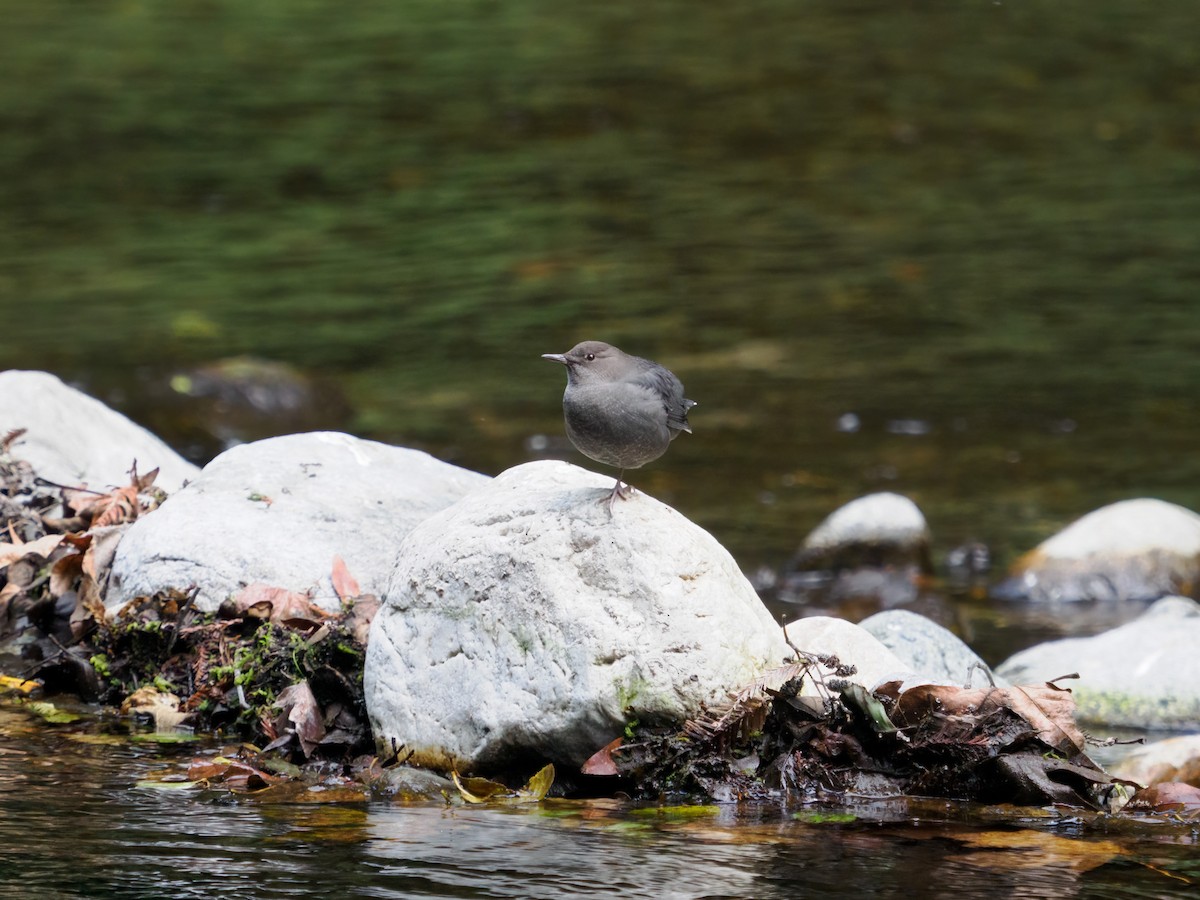 American Dipper - ML497195901
