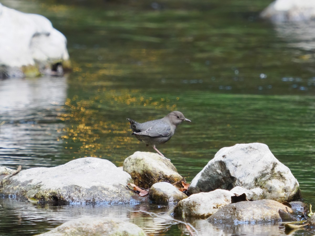 American Dipper - ML497195911