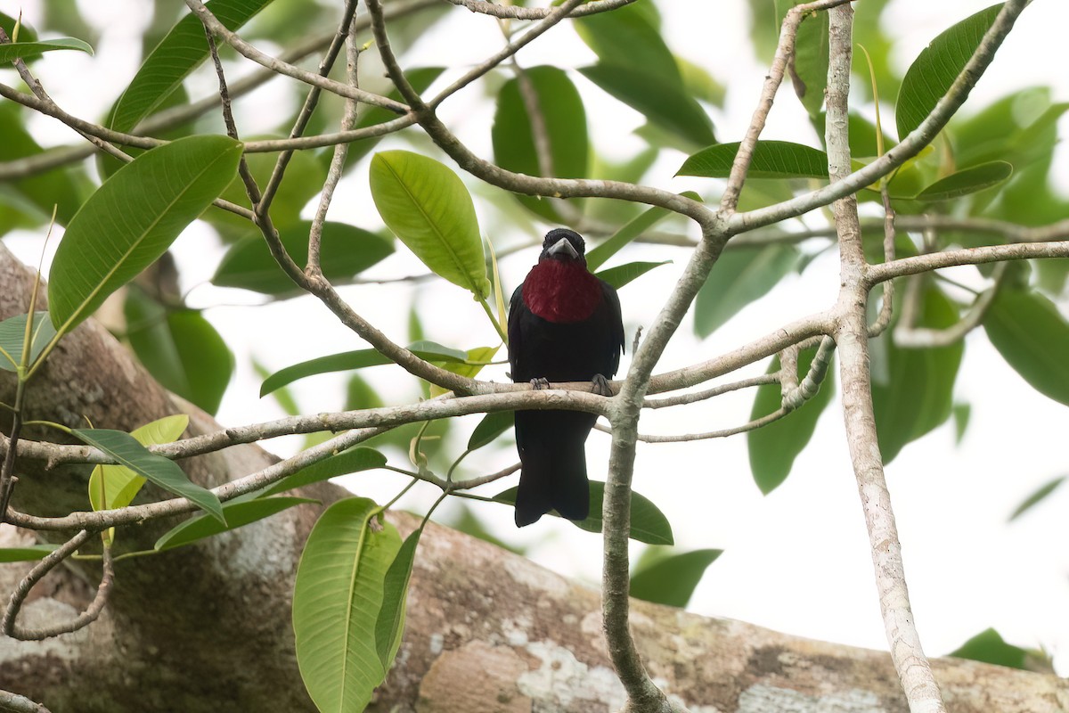 Cotinga Quérula - ML497196131