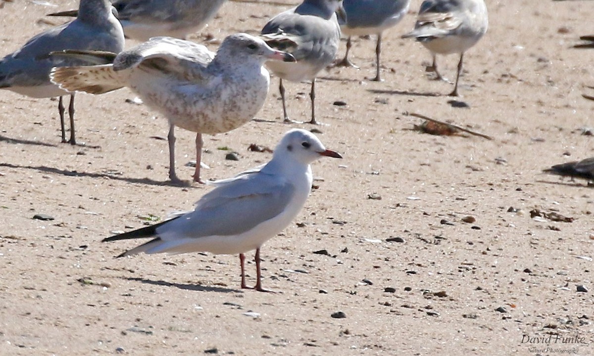 Black-headed Gull - David Funke