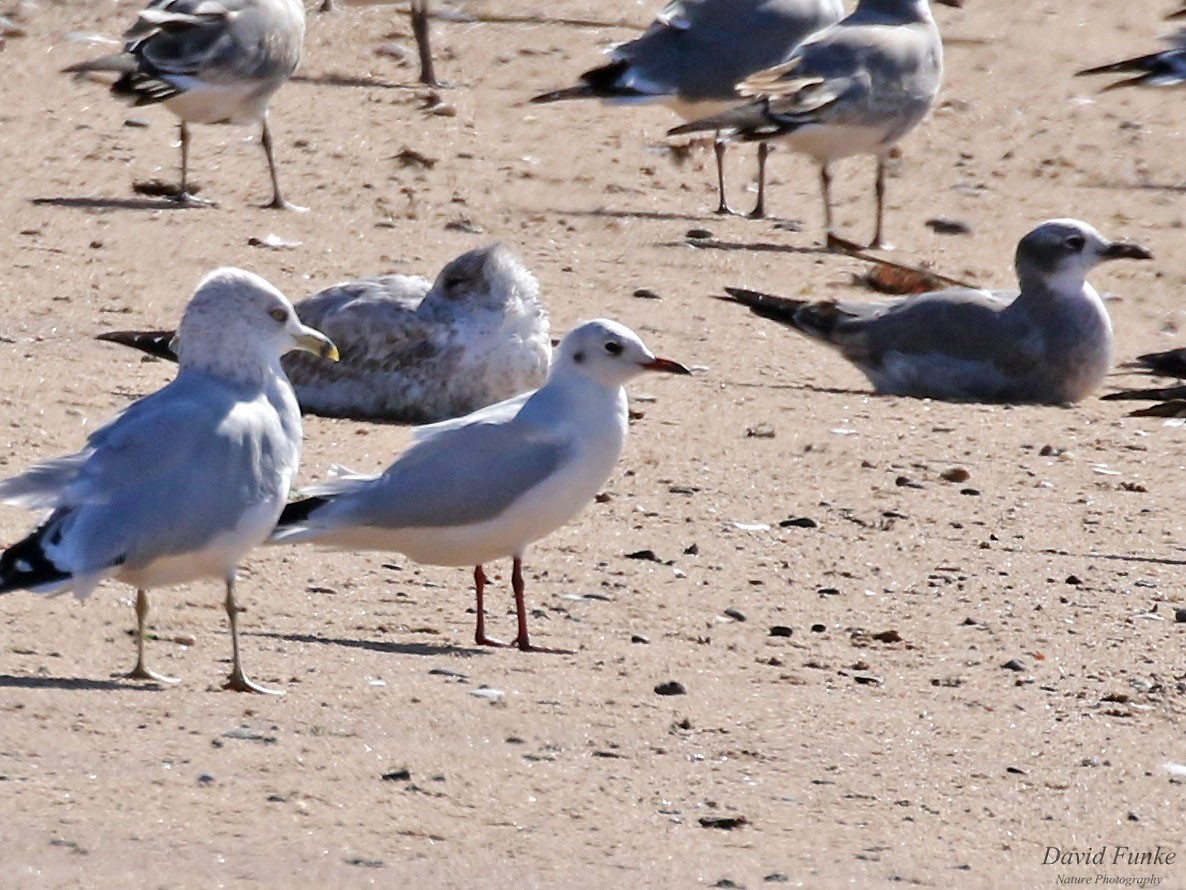 Mouette rieuse - ML497196751