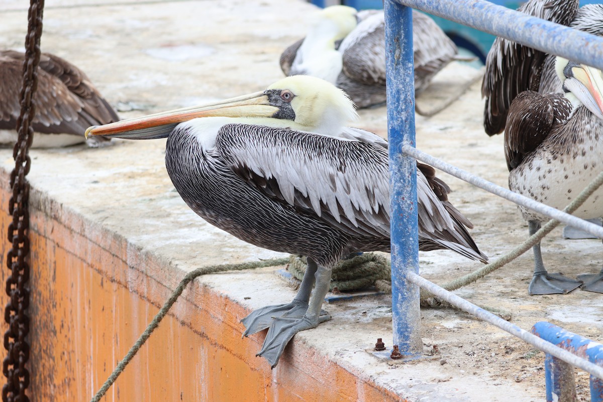 Перуанский пеликан - ML497197681