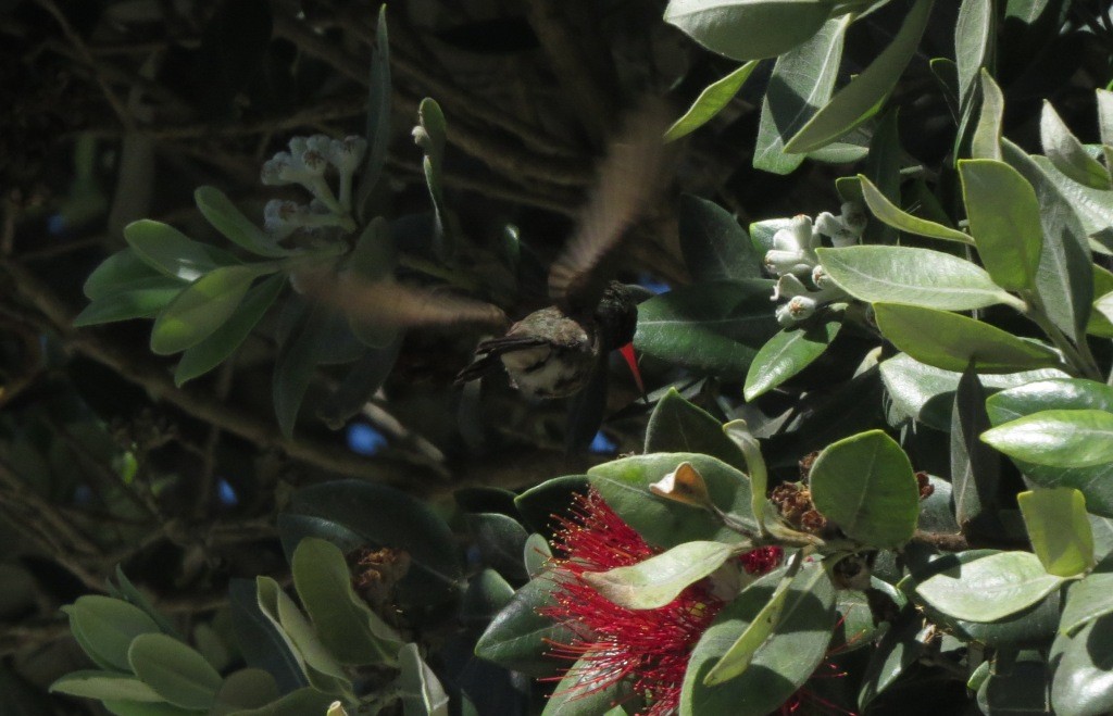 Broad-billed Hummingbird - Kelly Cherry