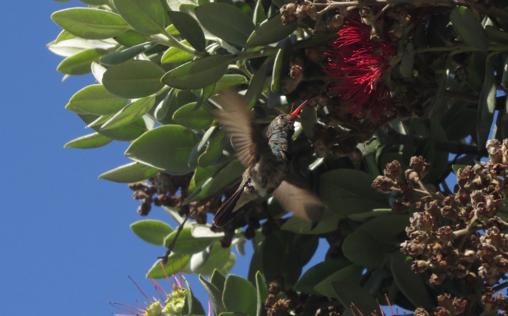 Broad-billed Hummingbird - Kelly Cherry