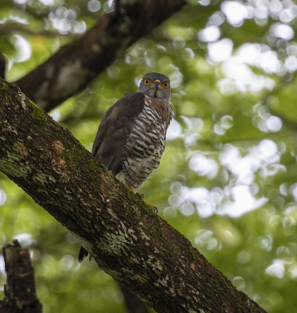 Crested Goshawk - Liza Del Rosario