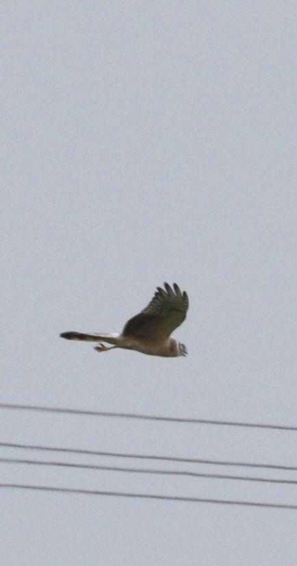 Pallid Harrier - ML497198901