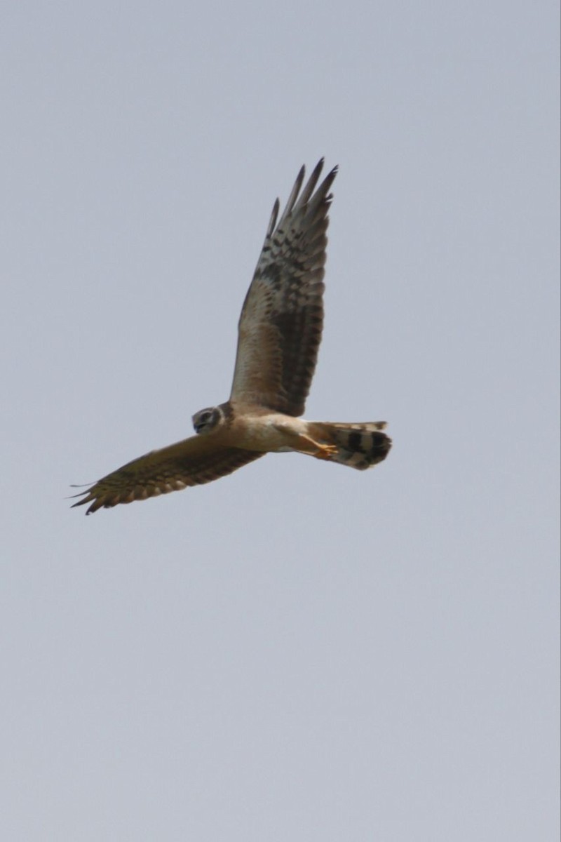 Pallid Harrier - ML497198911