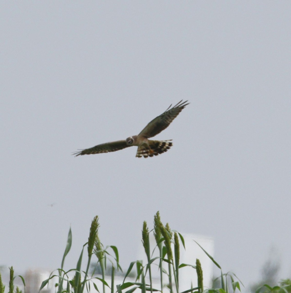 Pallid Harrier - ML497198931