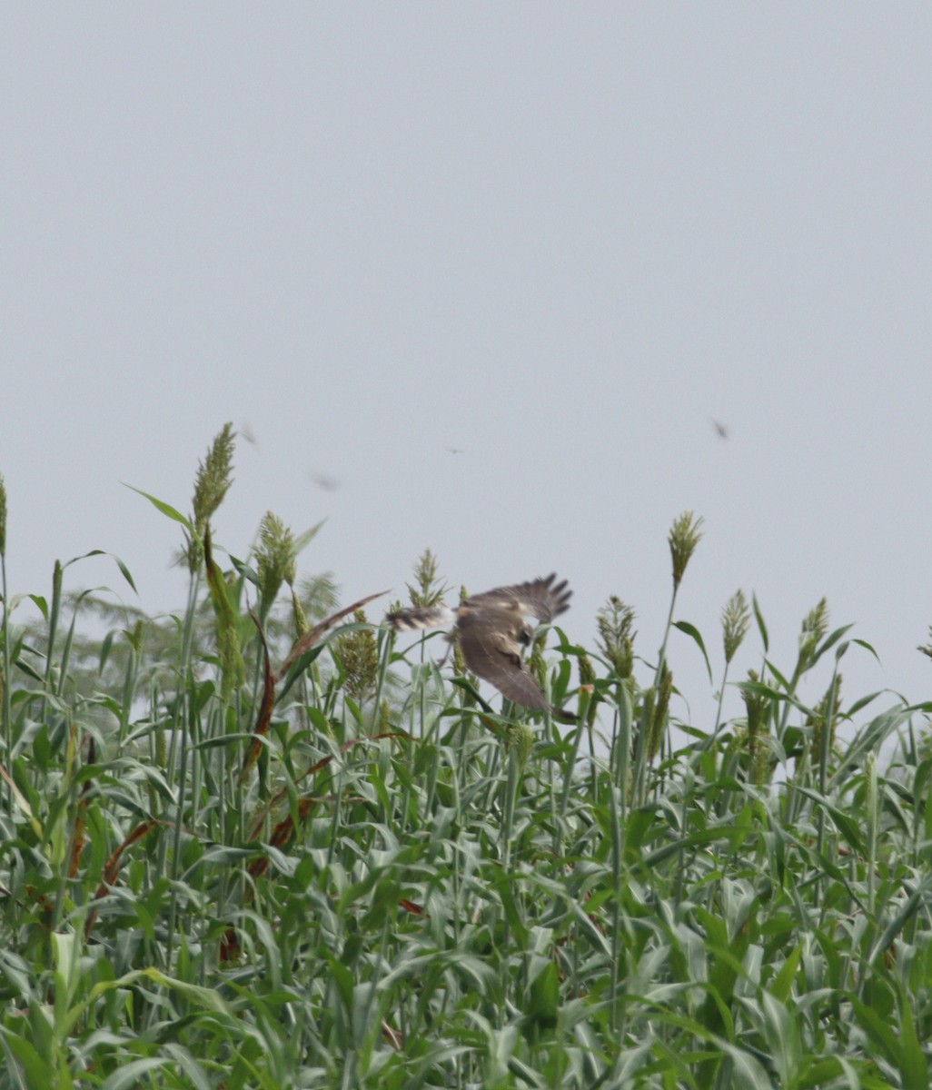 Pallid Harrier - ML497198941