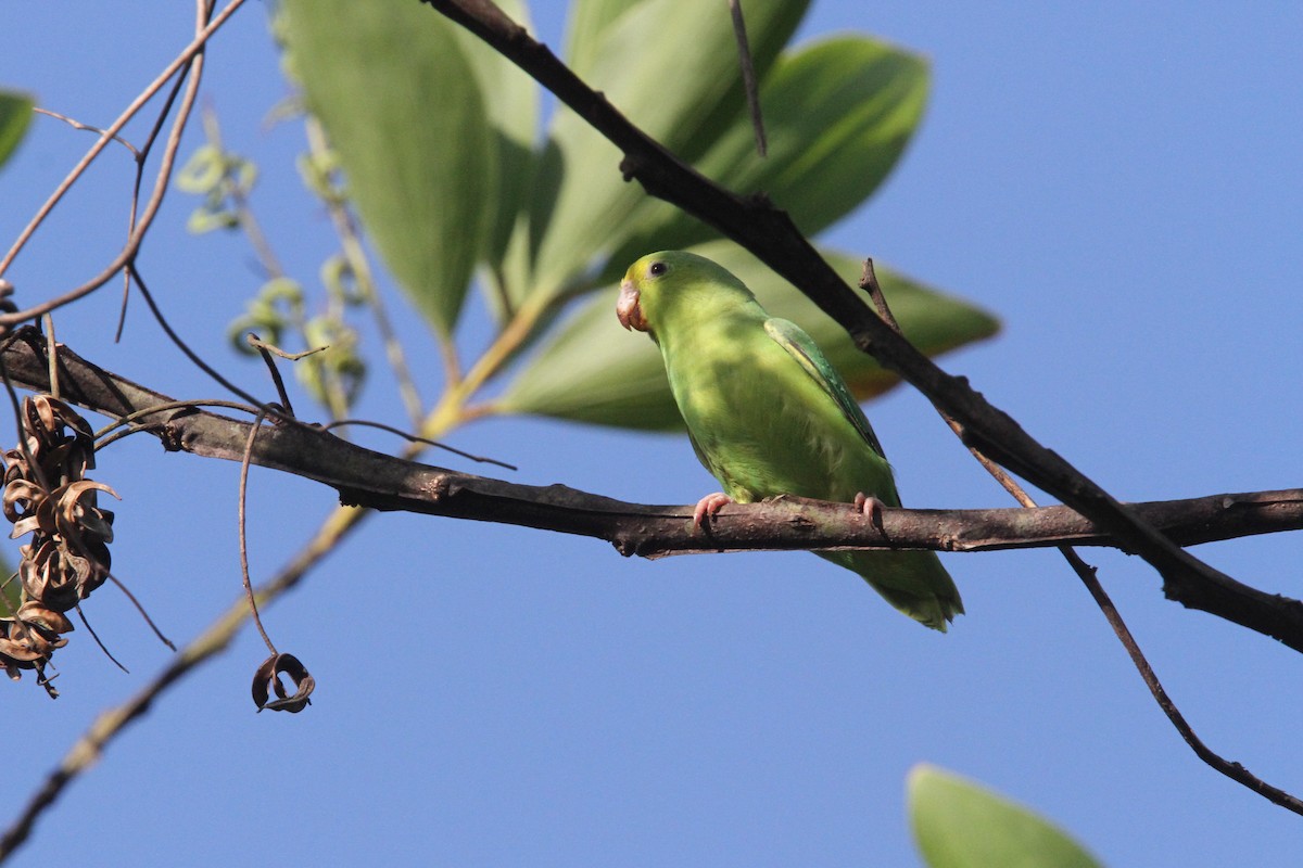 Зелёный воробьиный попугайчик - ML49719901