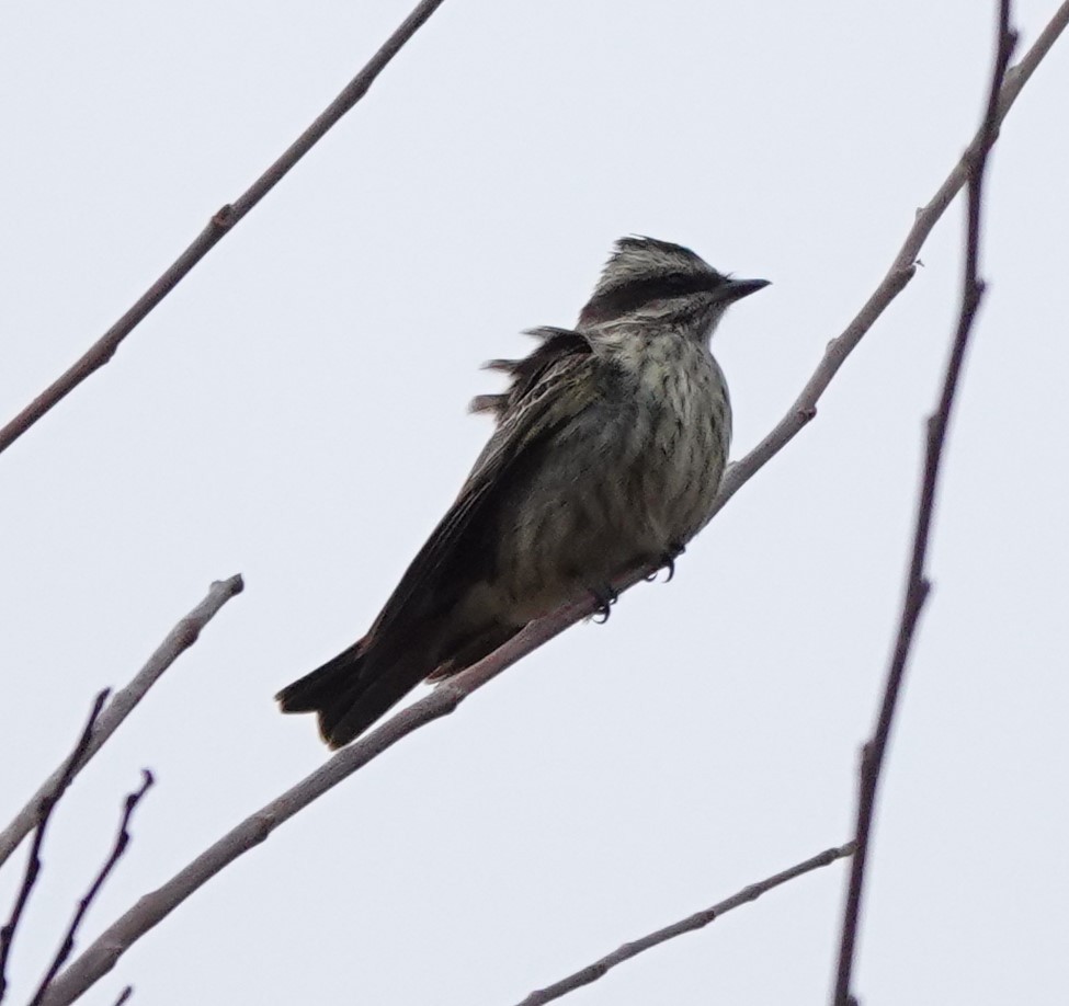Variegated Flycatcher - ML497199041