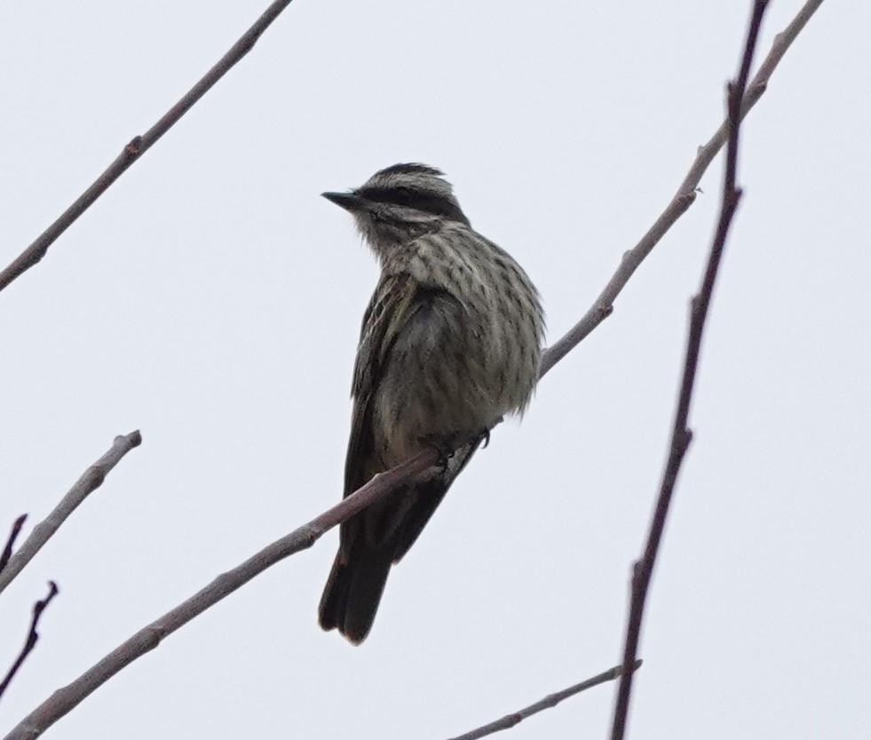 Variegated Flycatcher - ML497199051