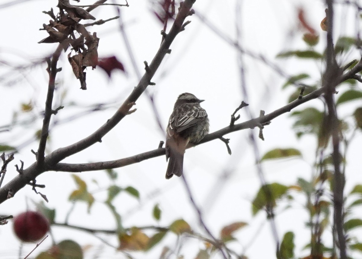 Variegated Flycatcher - ML497199061