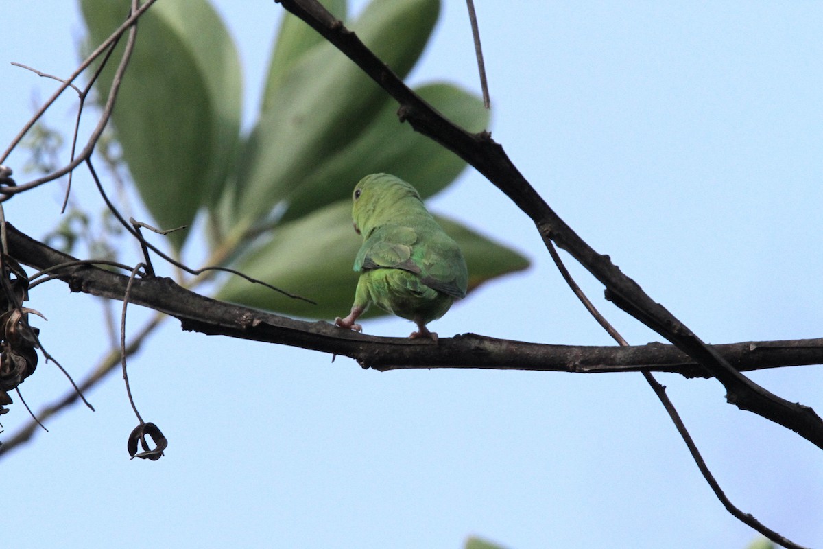 Зелёный воробьиный попугайчик - ML49719911