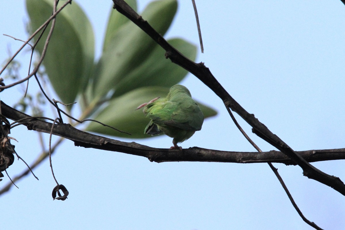Зелёный воробьиный попугайчик - ML49719931
