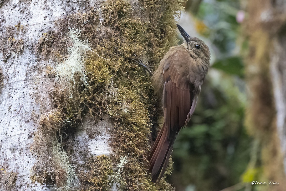 Tyrannine Woodcreeper - ML497199491