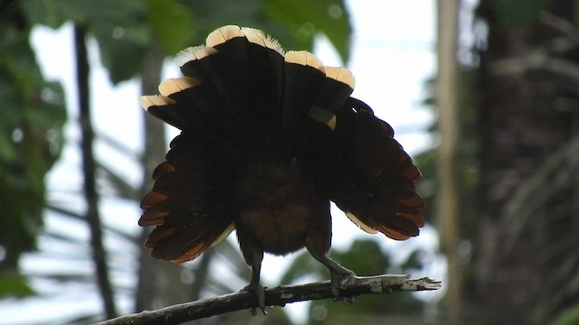 Hoatzin - ML497199901