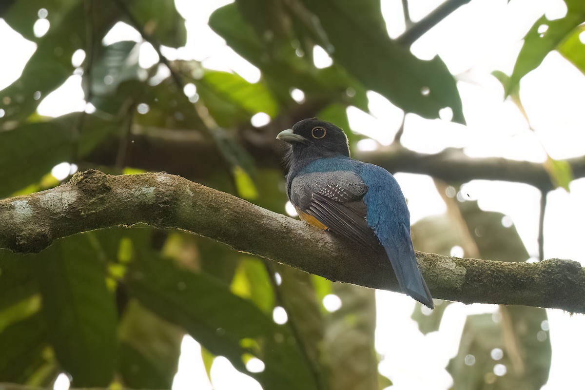 Gartered Trogon - ML497201171