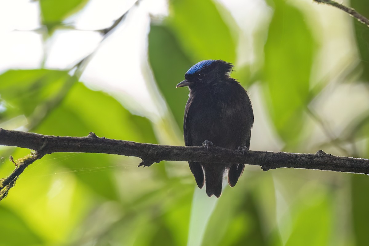 Velvety Manakin - ML497201321