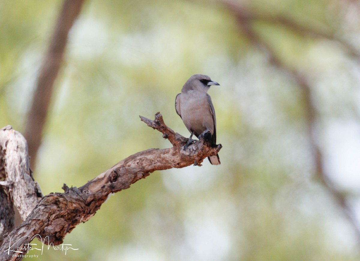 Black-faced Woodswallow - ML497201371