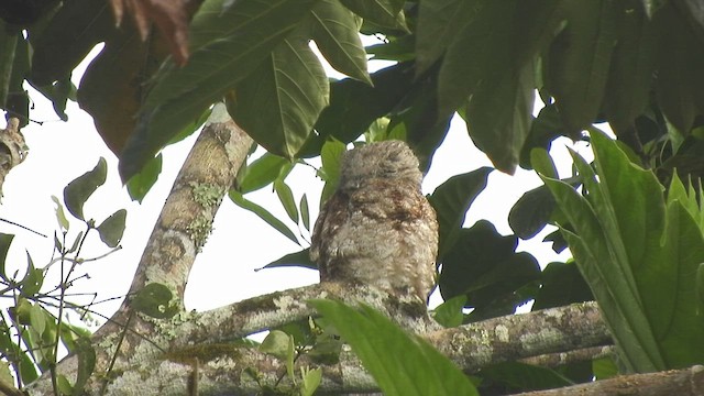 Great Potoo - ML497201971