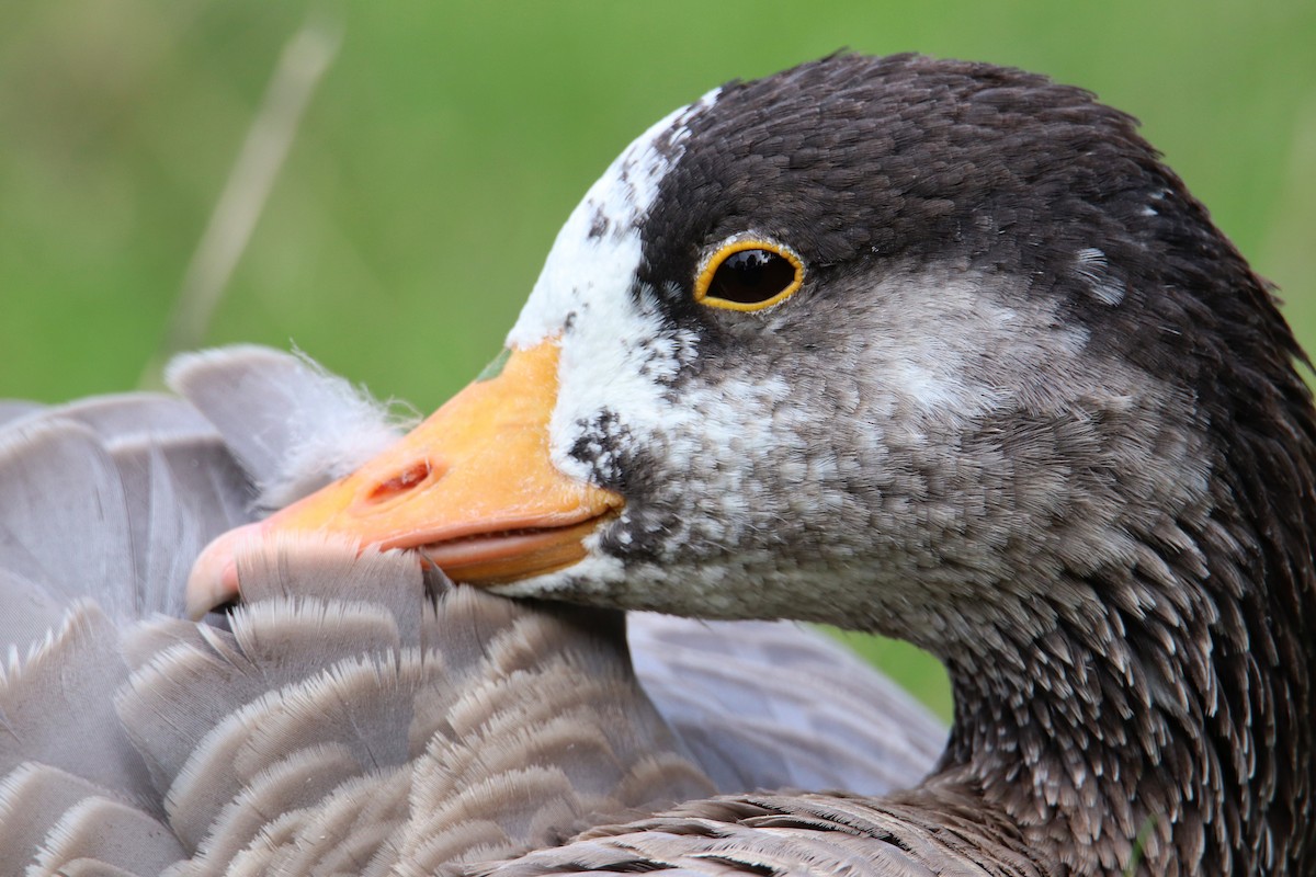 Anser sp. - Silas Würfl