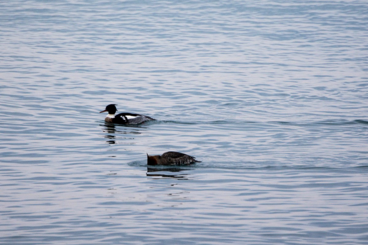 Red-breasted Merganser - Wen Xu