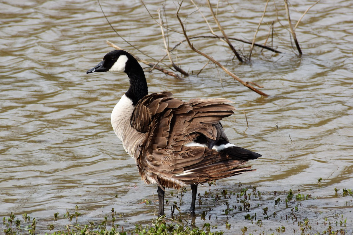 Canada Goose - ML49720441