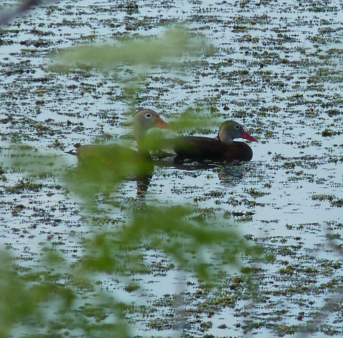 Black-bellied Whistling-Duck - ML497204671