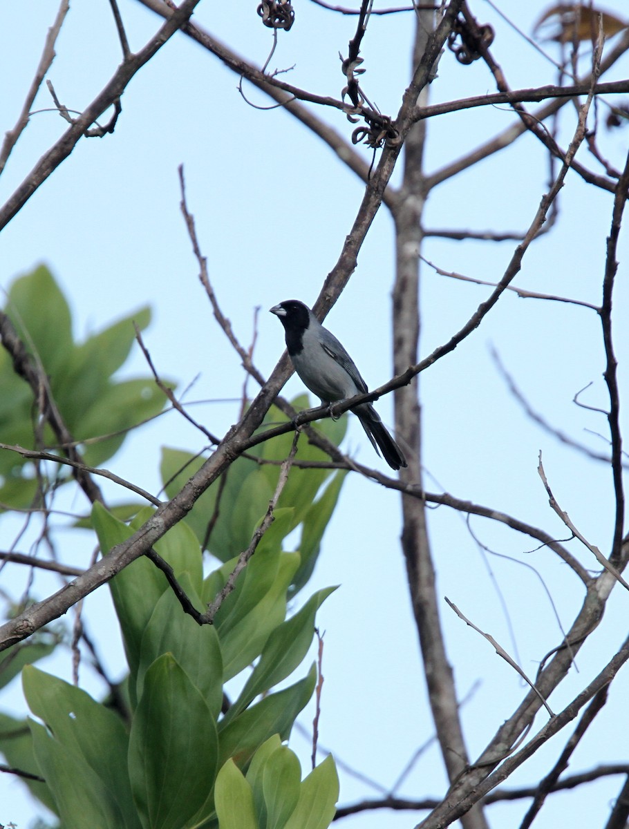 Black-faced Tanager - ML49720471