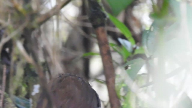 Pale-billed Antpitta - ML497204811