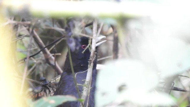 Pale-billed Antpitta - ML497204821