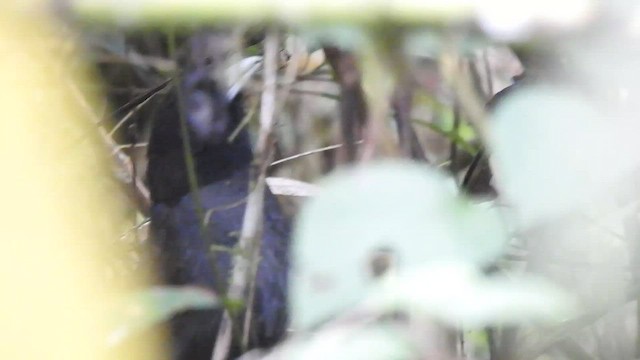 Pale-billed Antpitta - ML497204851