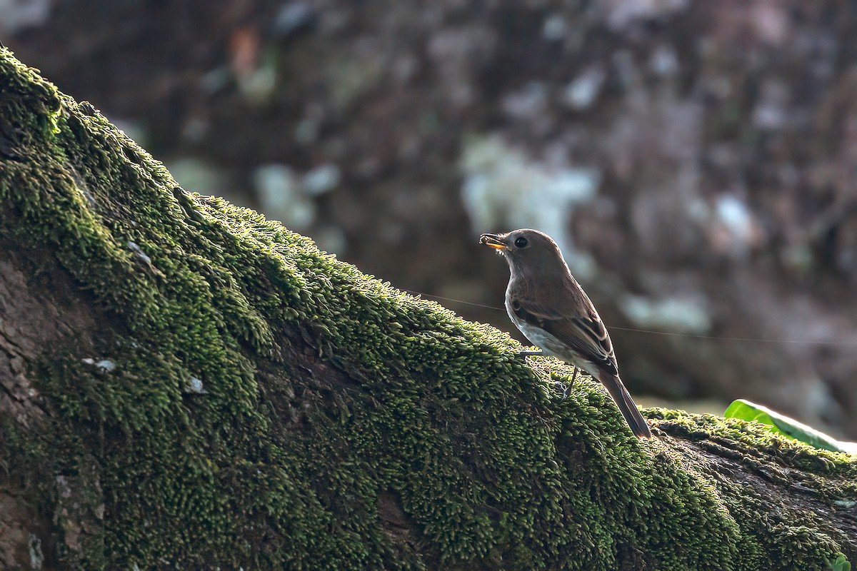 Brown-streaked Flycatcher - ML497205501