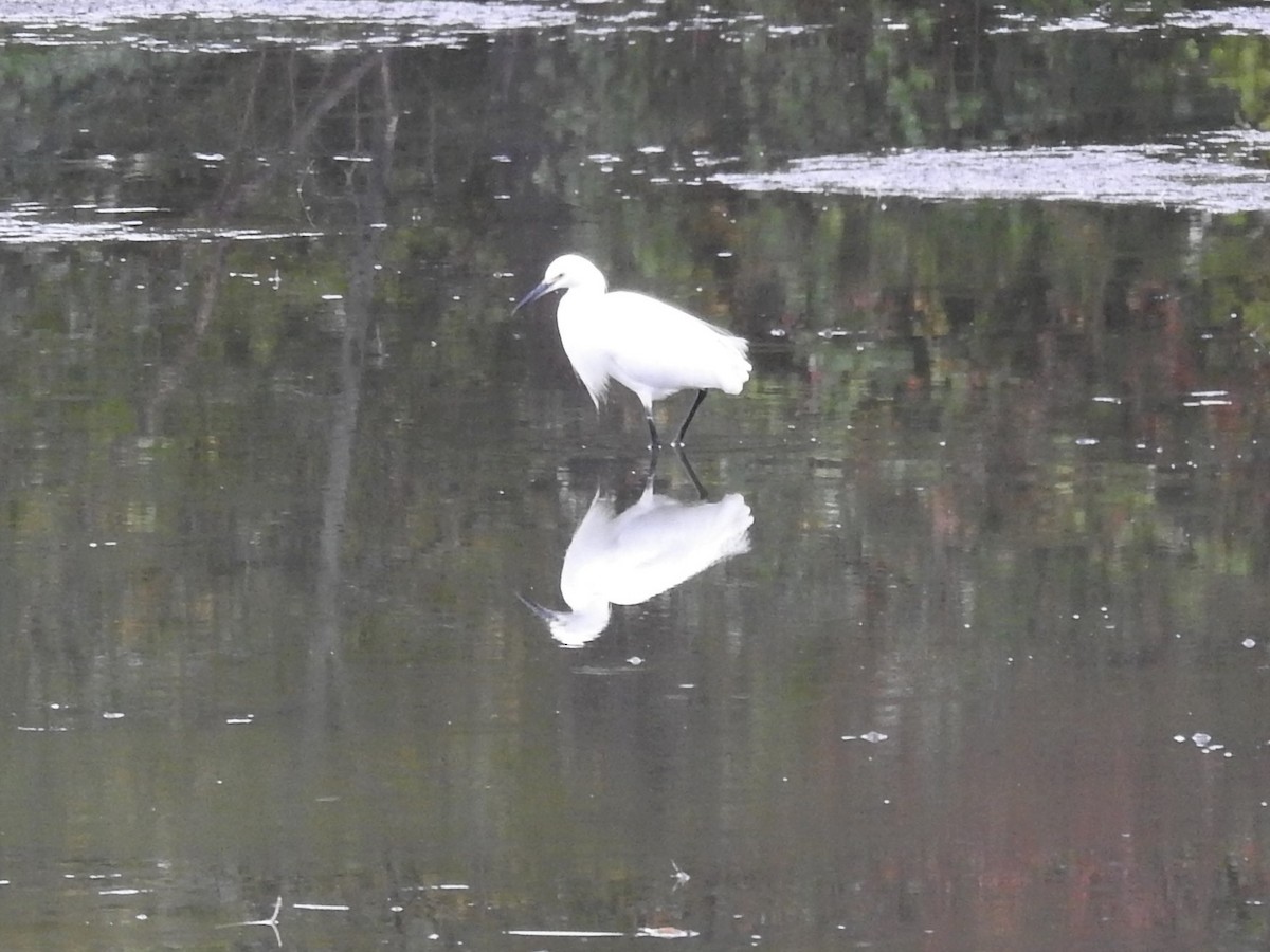 Snowy Egret - ML497208281