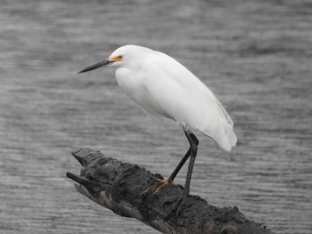 Snowy Egret - ML497208291