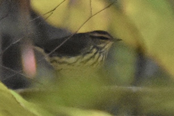 Northern Waterthrush - ML497209241