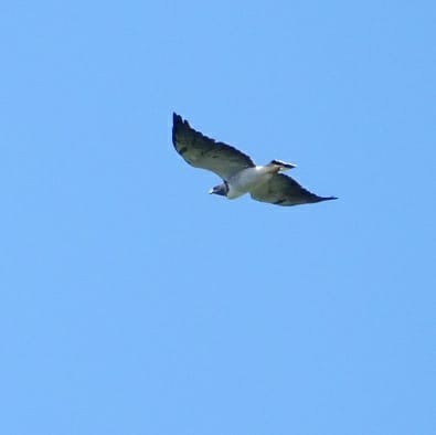 White-tailed Hawk - ML497209261