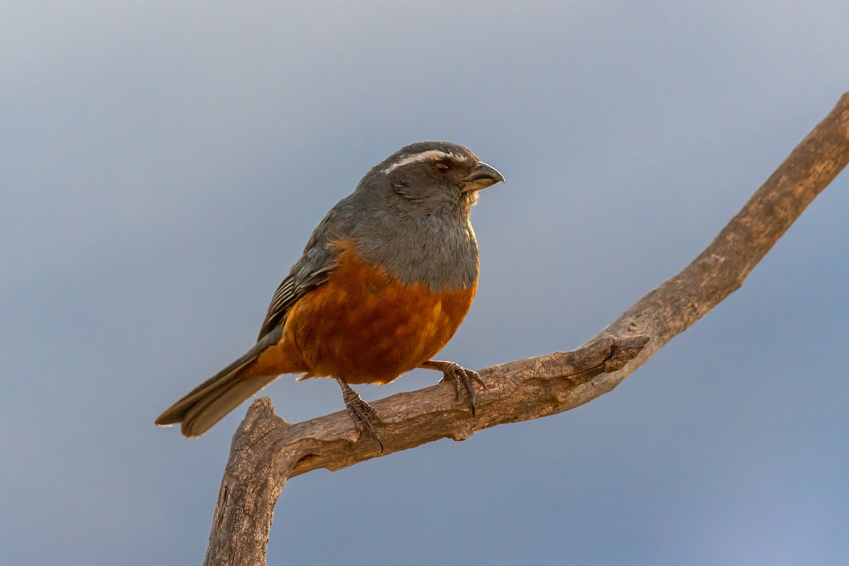 Rufous-bellied Mountain Tanager - ML497211121