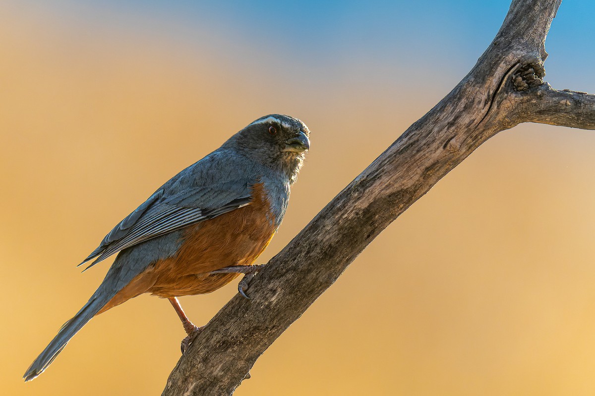 Rufous-bellied Mountain Tanager - Pablo Ramos